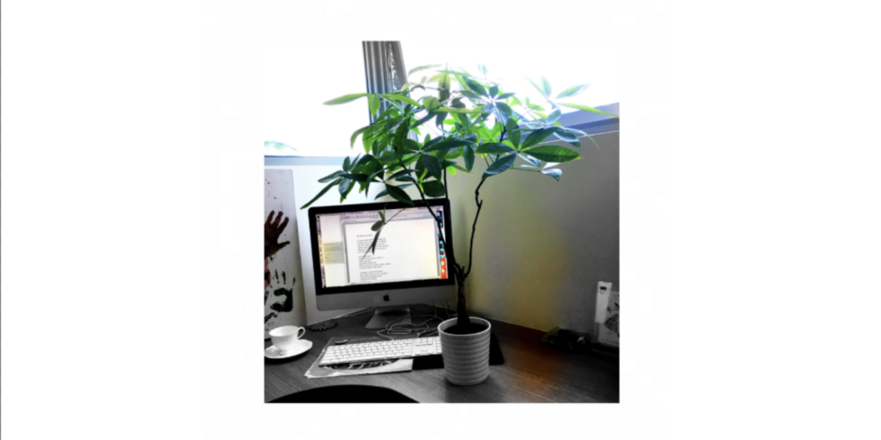 That plant on my desk