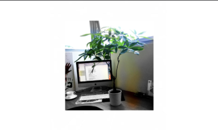 That plant on my desk