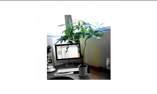 That plant on my desk
